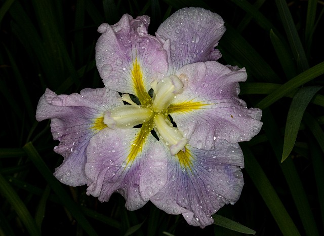 Iris 19-4555.jpg